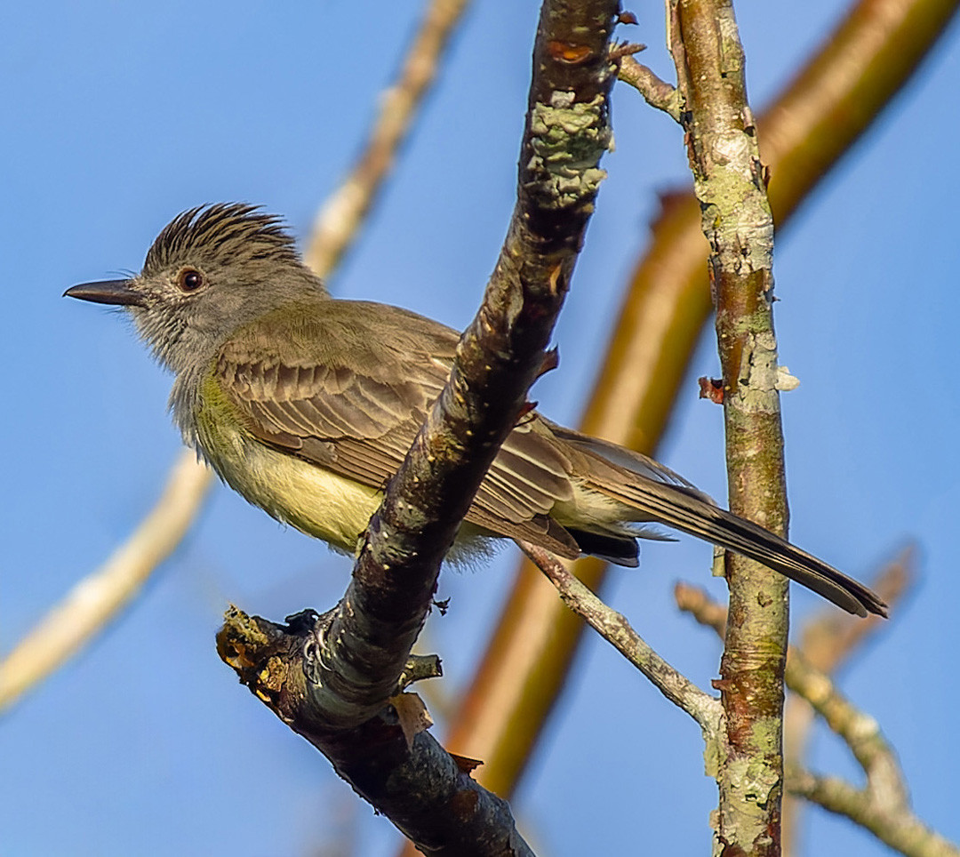 image Panama Flycatcher